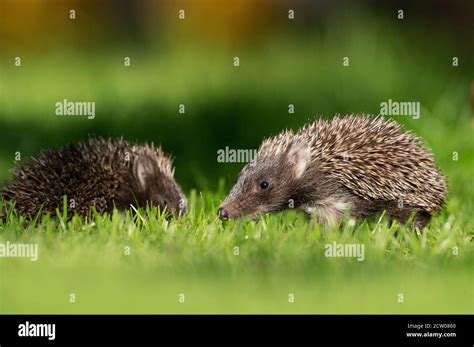 Young hedgehog.Junger Igel Stock Photo - Alamy