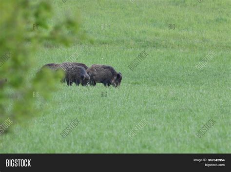 Wild Boar Near Forest Image & Photo (Free Trial) | Bigstock