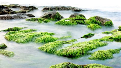 Ocean Plants Are Wonderful, And You Should Know That