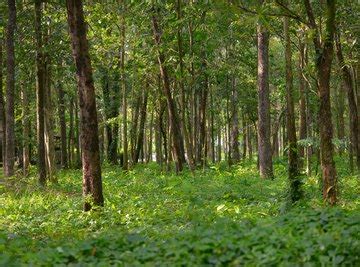 Tropical Deciduous Forest Animals & Plants | Sciencing