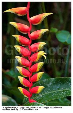 congo rainforest plants - Google 検索 Image Types, Google Images, Flowers, Elephants, Royal Icing ...