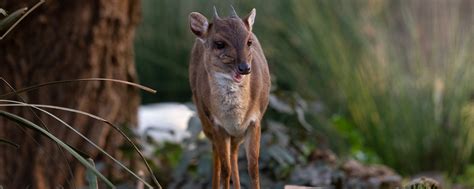 Duiker, Blue - Safari West