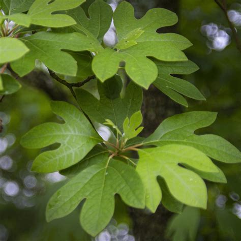 Sassafras Tree – Green Thumbs Garden