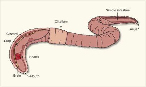 Inside an earthworm | Nature kids, Earthworms, Worms