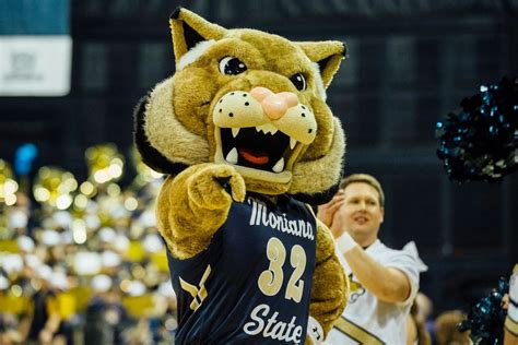 The Mascots for Cat-Griz Started a TikTok Rivalry