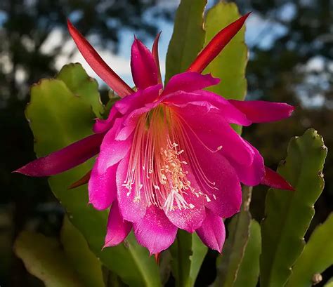 Epiphyllum (Orchid Cactus) – A to Z Flowers