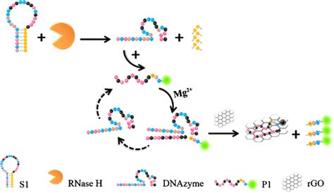 Fluorometric determination of RNase H via a DNAzyme conjugated to reduced graphene oxide, and ...