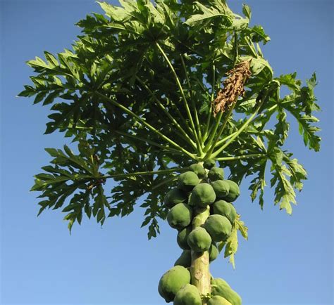 Papaya tree 3 Free Photo Download | FreeImages