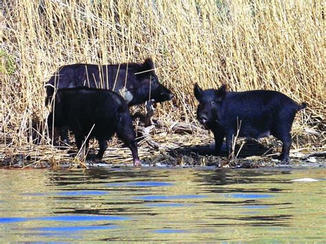 Photos: Wildlife in Lake Havasu City | Galleries | havasunews.com