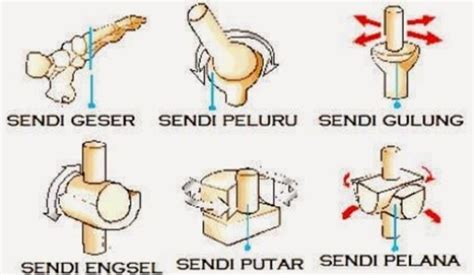 Pengertian Sendi Peluru Lengkap Beserta Contoh dan Gambar