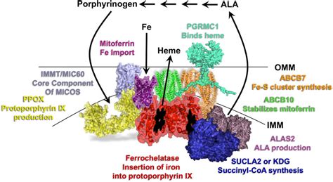 Frontiers | Ferrochelatase: Mapping the Intersection of Iron and Porphyrin Metabolism in the ...