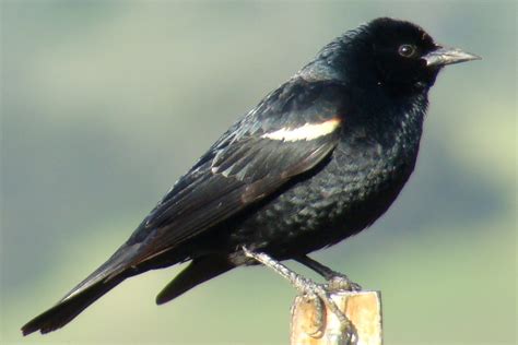 TRICOLORED BLACKBIRD (Agelaius tricolor) | Male taken 9 Mar … | Flickr