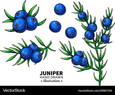 Juniper drawing isolated vintage Royalty Free Vector Image