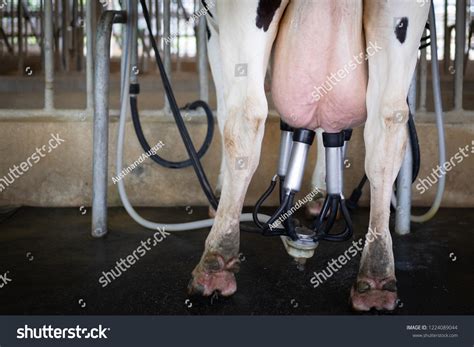 Cows Milking Farm Stock Photo 1224089044 | Shutterstock