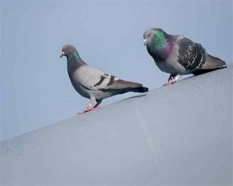 Identify Male and Female Pigeons - 8 Big Differences!