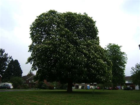 Chestnut Tree Pictures, Facts on Chestnut Trees