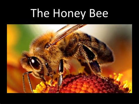 PPT - The Honey Bee PowerPoint Presentation, free download - ID:3769587