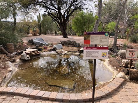 Desert Pupfish - Phoenix Zoo