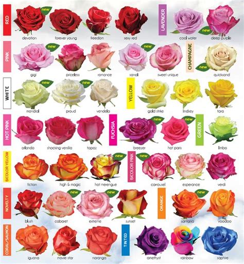 30 Diagrams to Make You Master in Growing Roses | Design, Flower and Patterns