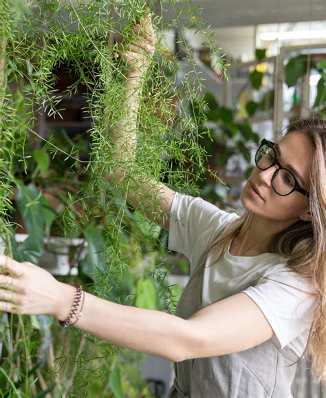 Asparagus Fern 101: How to Care for Asparagus Ferns | Bloomscape