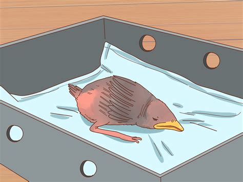 How to Identify Baby Birds: 14 Steps (with Pictures) - wikiHow