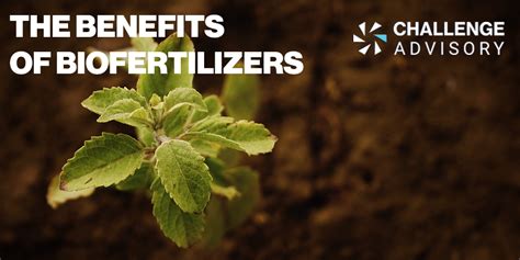 An in-depth study of biofertilizers: types and benefits - Challenge Advisory