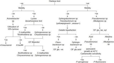 Scheme used in the study for identification of nonfermenting... | Download Scientific Diagram