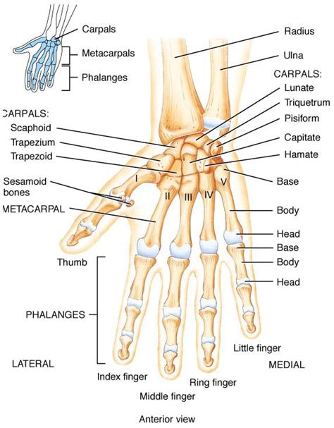 Bones of the hand | Part of hand, Hand bone, Index finger rings