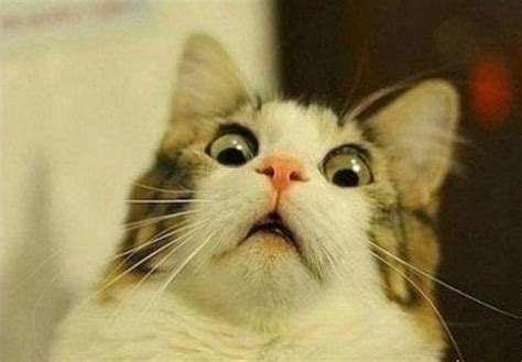 Create meme "a very surprised cat, meme scared cat" - Pictures - Meme ...