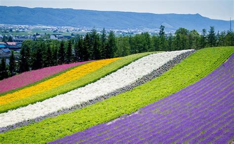 Farm Tomita(Hokkaido, Japan): Guide, Location and Hotels | MYSTAYS