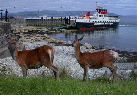 https://flic.kr/p/dB7jtM | Lochranza ferry and Deer | Lochranza ferry and Deer Scottish Animals ...