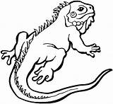 Free Lizard Coloring Pages sketch template