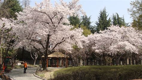 Daegu Cherry Blossoms | Dirk Tussing | Flickr