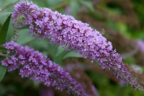 Butterfly Bush Care - How To Care For A Butterfly Bush | Gardening Know How