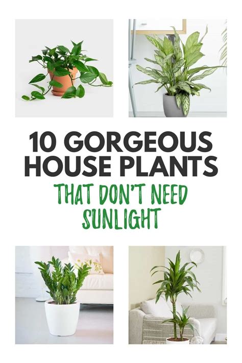 10 Of The Best Indoor Plants That Don't Need Sunlight