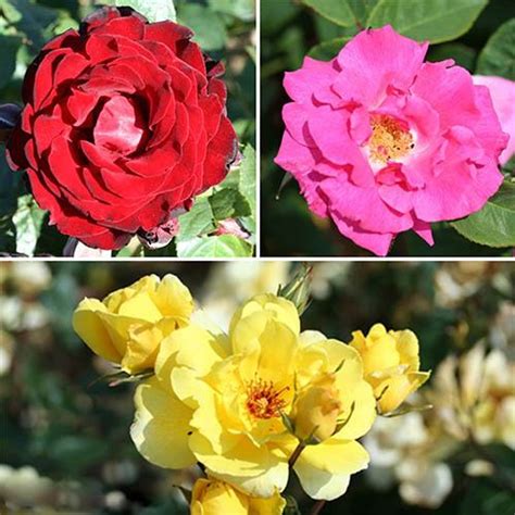 Climbing Rose Collection - 3 Varieties – uk-gardens.co.uk