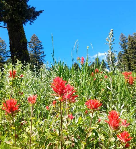 Beyond The Picket Fence: Rustic Indian Paintbrush Painting