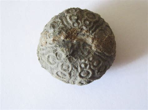 Urchin - Echinoids - The Fossil Forum