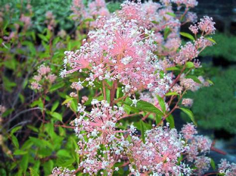 How to Grow Ceanothus (California Lilac) | Dengarden