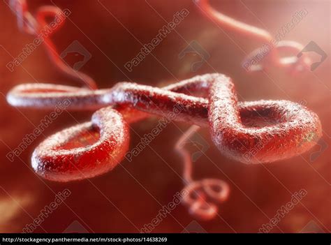 Ebola virus under the microscope - Royalty free image #14638269 | PantherMedia Stock Agency