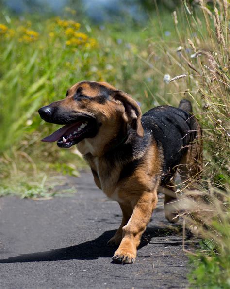 Shelter Dogs of Portland: "WILBUR" Basset Hound/german shepherd mix