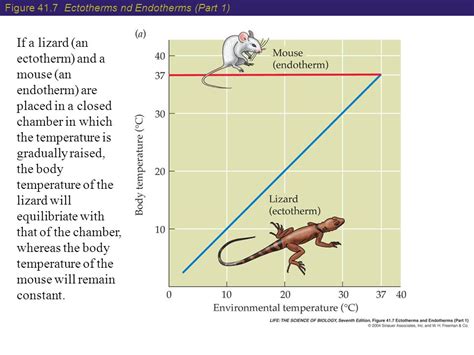 Are lizards endotherms or ectotherms? | Socratic