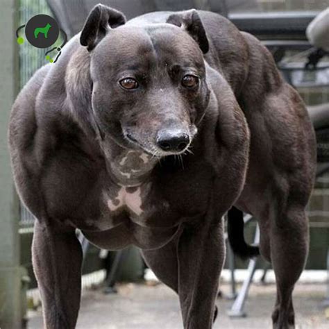 Myostatin Horse