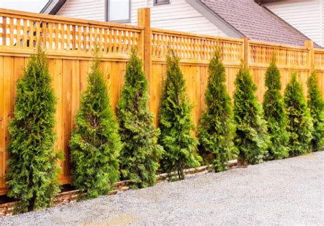 Installing Privacy Trees Instead of a Fence | Cumming, GA