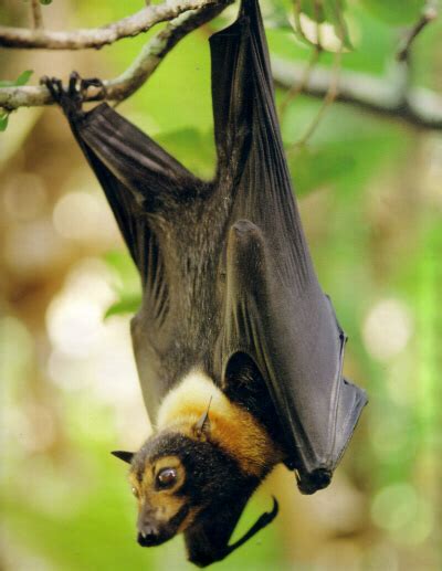 Daintree Wildlife: The Spectacled Flying-fox