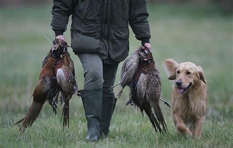 Gundogs: what you should know before you start - The Field