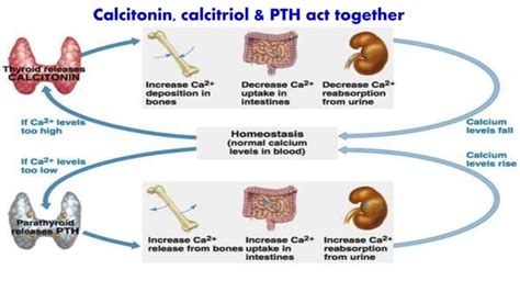 CALCIUM METABOLISM