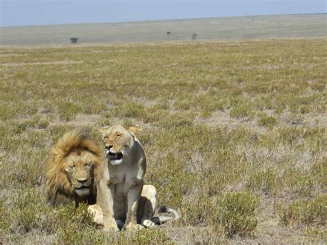 9-Day Serengeti Migration Safari | Tanzania Wildlife Safari | SafariDeal