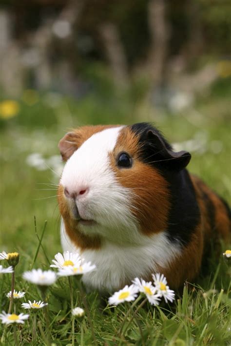 Cavia kopen - Sophia-Vereeniging