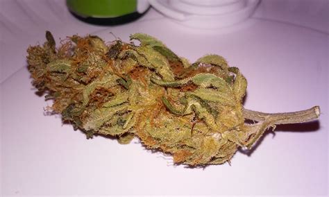 Lemon Thai Weed Strain Information | Leafly